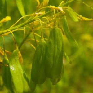 Photographie n°2136203 du taxon Isatis tinctoria L. [1753]