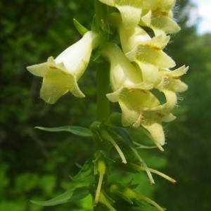 Photographie n°2136214 du taxon Digitalis lutea L. [1753]