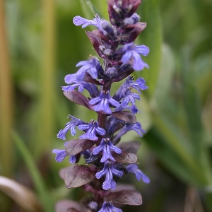 Photographie n°2136230 du taxon Ajuga reptans L. [1753]