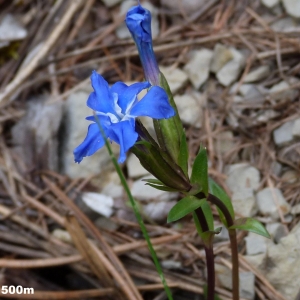  - Gentiana verna subsp. delphinensis (Beauverd) H.Kunze [1971]