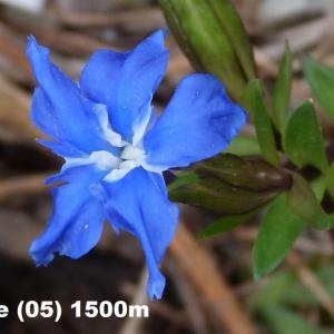 Gentiana verna subsp. delphinensis (Beauverd) H.Kunze (Gentiane du Dauphiné)