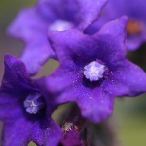 Photographie n°2136278 du taxon Anchusa officinalis L. [1753]