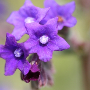 Photographie n°2136279 du taxon Anchusa officinalis L. [1753]