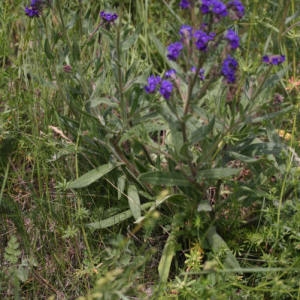 Photographie n°2136280 du taxon Anchusa officinalis L. [1753]