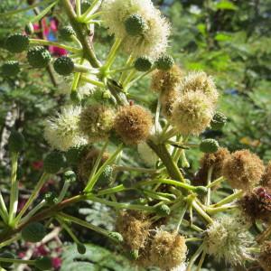 Photographie n°2136286 du taxon Leucaena leucocephala (Lam.) de Wit