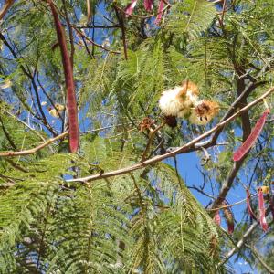 Photographie n°2136288 du taxon Leucaena leucocephala (Lam.) de Wit