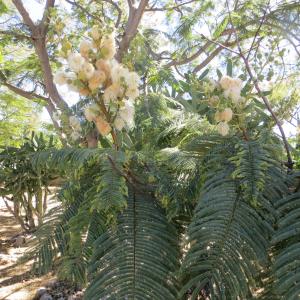  - Leucaena leucocephala (Lam.) de Wit