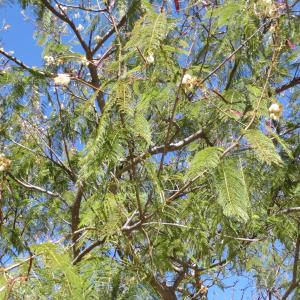  - Leucaena leucocephala (Lam.) de Wit