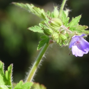  - Geranium lanuginosum Lam. [1788]