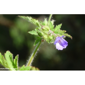 Geranium bohemicum subsp. lanuginosum (Lam.) O.Bolòs & Vigo (Géranium laineux)