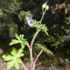  - Geranium lanuginosum Lam. [1788]