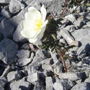 Photographie n°2136357 du taxon Rosa spinosissima L. [1753]