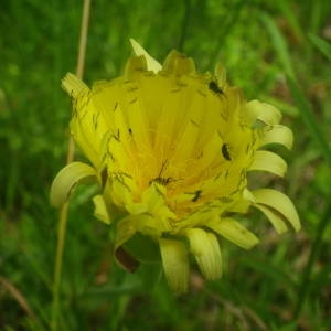 Photographie n°2136370 du taxon Urospermum dalechampii (L.) Scop. ex F.W.Schmidt [1795]