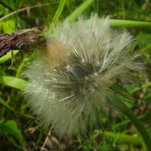 Photographie n°2136373 du taxon Urospermum dalechampii (L.) Scop. ex F.W.Schmidt [1795]