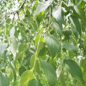 Photographie n°2136405 du taxon Celtis australis L. [1753]