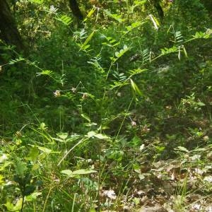 Photographie n°2136411 du taxon Lathyrus niger (L.) Bernh. [1800]