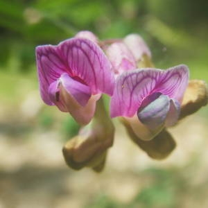 Photographie n°2136412 du taxon Lathyrus niger (L.) Bernh. [1800]