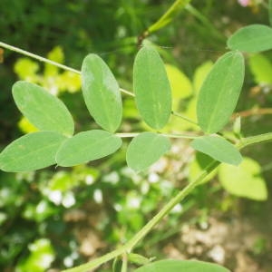 Photographie n°2136413 du taxon Lathyrus niger (L.) Bernh. [1800]