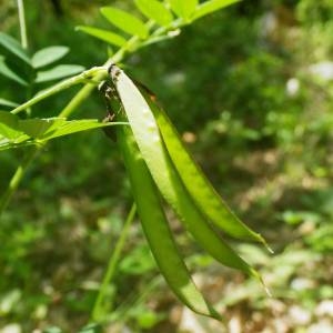 Photographie n°2136414 du taxon Lathyrus niger (L.) Bernh. [1800]