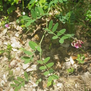 Photographie n°2136415 du taxon Lathyrus niger (L.) Bernh. [1800]