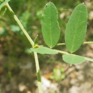 Photographie n°2136416 du taxon Lathyrus niger (L.) Bernh. [1800]