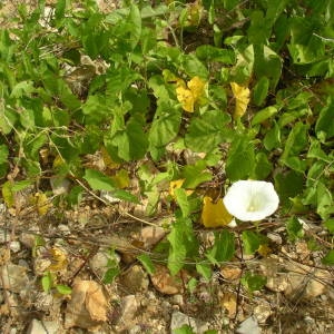 Photographie n°2136438 du taxon Convolvulus sepium L. [1753]