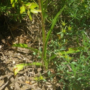 Photographie n°2136477 du taxon Gymnadenia conopsea (L.) R.Br. [1813]