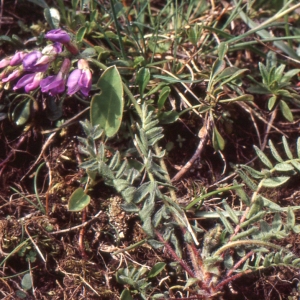 Photographie n°2136526 du taxon Oxytropis gaudinii Bunge [1847]