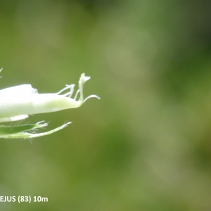 Photographie n°2136547 du taxon Lathyrus latifolius var. ensifolius (Badaro) Posp.