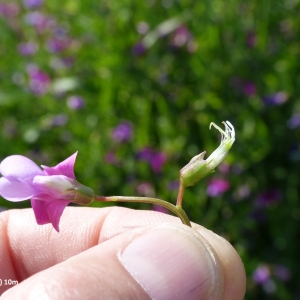 Photographie n°2136548 du taxon Lathyrus latifolius var. ensifolius (Badaro) Posp.