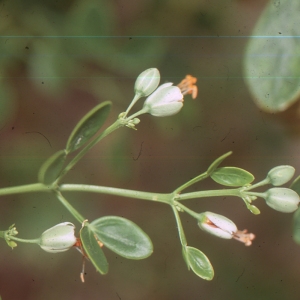 Photographie n°2136563 du taxon Zygophyllum fabago L. [1753]