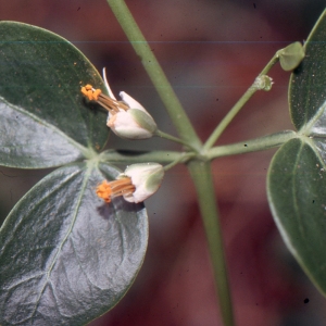 Photographie n°2136564 du taxon Zygophyllum fabago L. [1753]