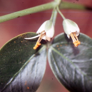 Photographie n°2136569 du taxon Zygophyllum fabago L. [1753]