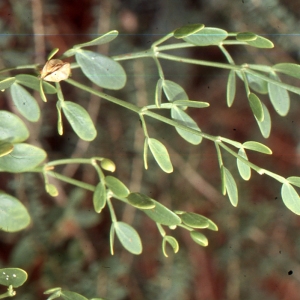 Photographie n°2136572 du taxon Zygophyllum fabago L. [1753]