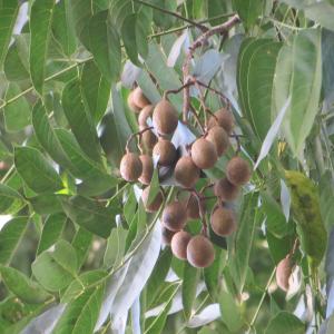 Photographie n°2136636 du taxon Dimocarpus longan Lour.