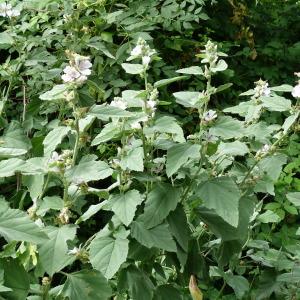 Photographie n°2136675 du taxon Althaea officinalis L. [1753]