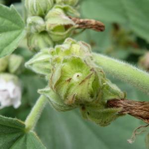 Photographie n°2136679 du taxon Althaea officinalis L. [1753]