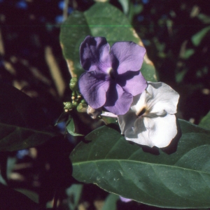 Brunfelsia eximia (Scheidw.) Bosse