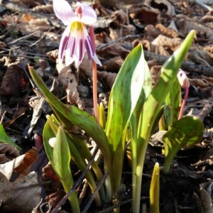 Photographie n°2136742 du taxon Erythronium dens-canis L.