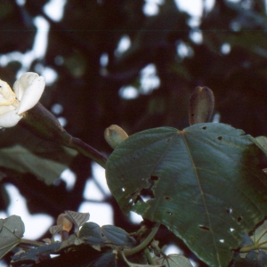  - Ochroma pyramidale (A.J. Cavanilles ex J.B. Lamarck) I. Urban