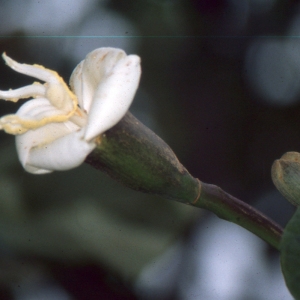 Ochroma pyramidale (A.J. Cavanilles ex J.B. Lamarck) I. Urban (Balsa)