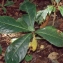  Liliane Roubaudi - Terminalia catappa L.