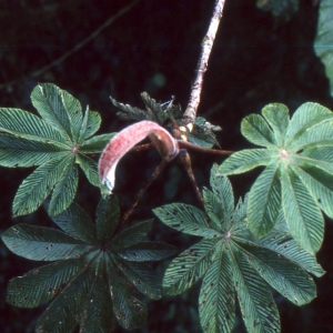 Photographie n°2136774 du taxon Cecropia peltata auct.