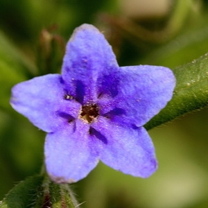 Photographie n°2136797 du taxon Asperugo procumbens L. [1753]