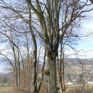 Photographie n°2136815 du taxon Carpinus betulus L. [1753]