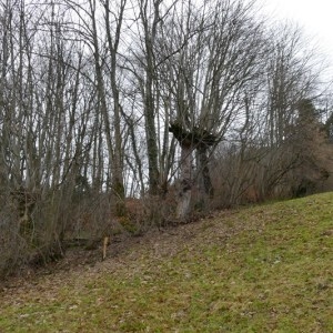 Photographie n°2136821 du taxon Acer pseudoplatanus L. [1753]