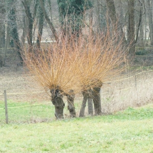 Photographie n°2136825 du taxon Salix alba var. vitellina (L.) Stokes [1812]