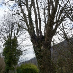 Photographie n°2136827 du taxon Fraxinus excelsior L. [1753]