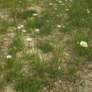 Photographie n°2136876 du taxon Leucanthemum vulgare Lam. [1779]