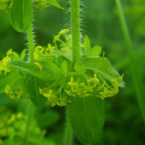 Photographie n°2136889 du taxon Cruciata laevipes Opiz [1852]